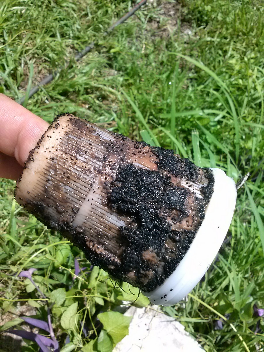 Culligan upper basket clogged with iron bacteria Culligan upper basket clogged with iron bacteria