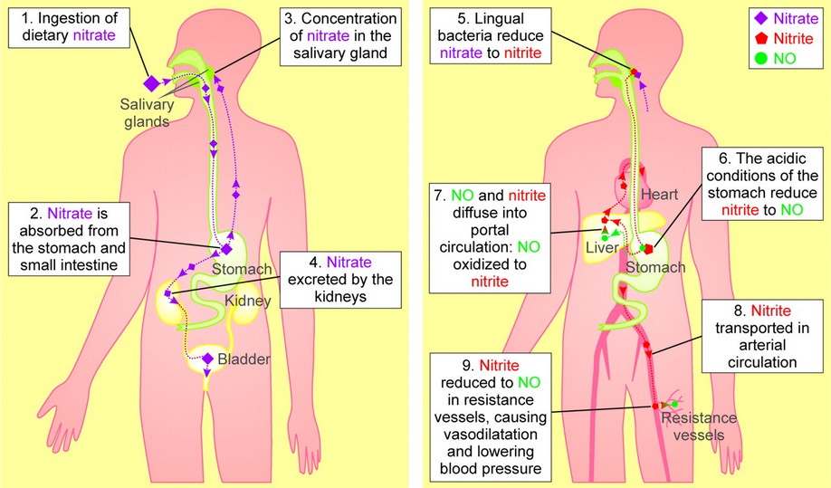 Supplemental nitrate effect study Supplemental nitrate effect study